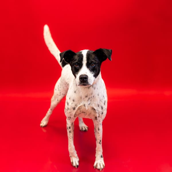 Photo of Kay, adoptable senior Labrador cross in Lawrenceville, Georgia