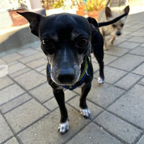 Photo of Pup Diooghee, adoptable senior Chihuahua in Alameda, California