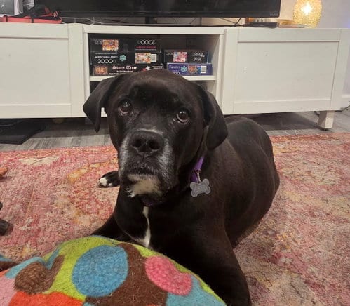 Photo of Millie, adoptable senior Boxer in Woodbury, Minnesota