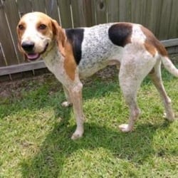Photo of Lou, adoptable senior Hound (Unknown Type) Mixed Breed (Medium) in Loxahatchee, Florida
