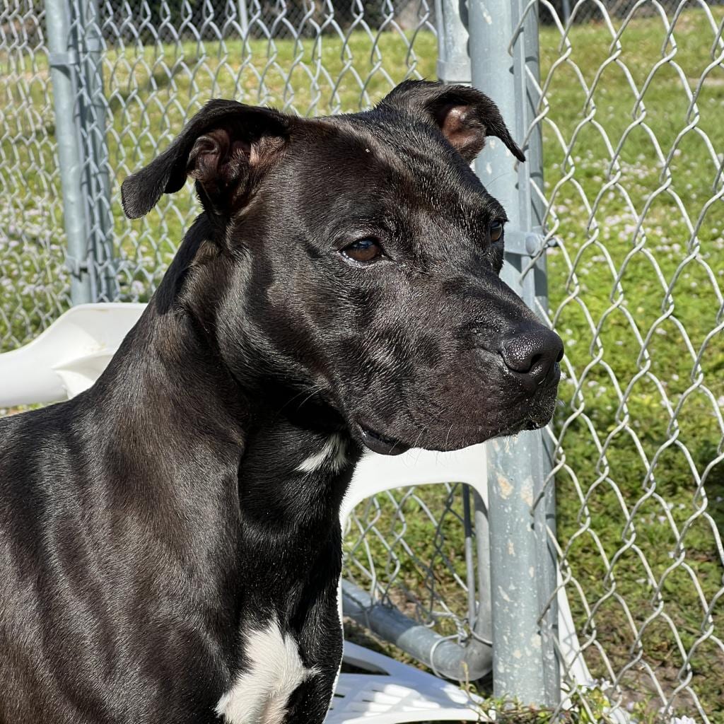 Photo of Nori, adoptable senior Hound / Terrier, Pit Bull in Fort Pierce, Florida