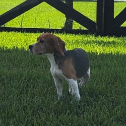 Photo of Fzs9 4710, adoptable senior Beagle in Loxahatchee, Florida