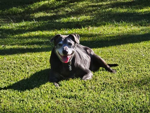 Gunnie, adoptable senior Labrador Retriever in Alpharetta, GA