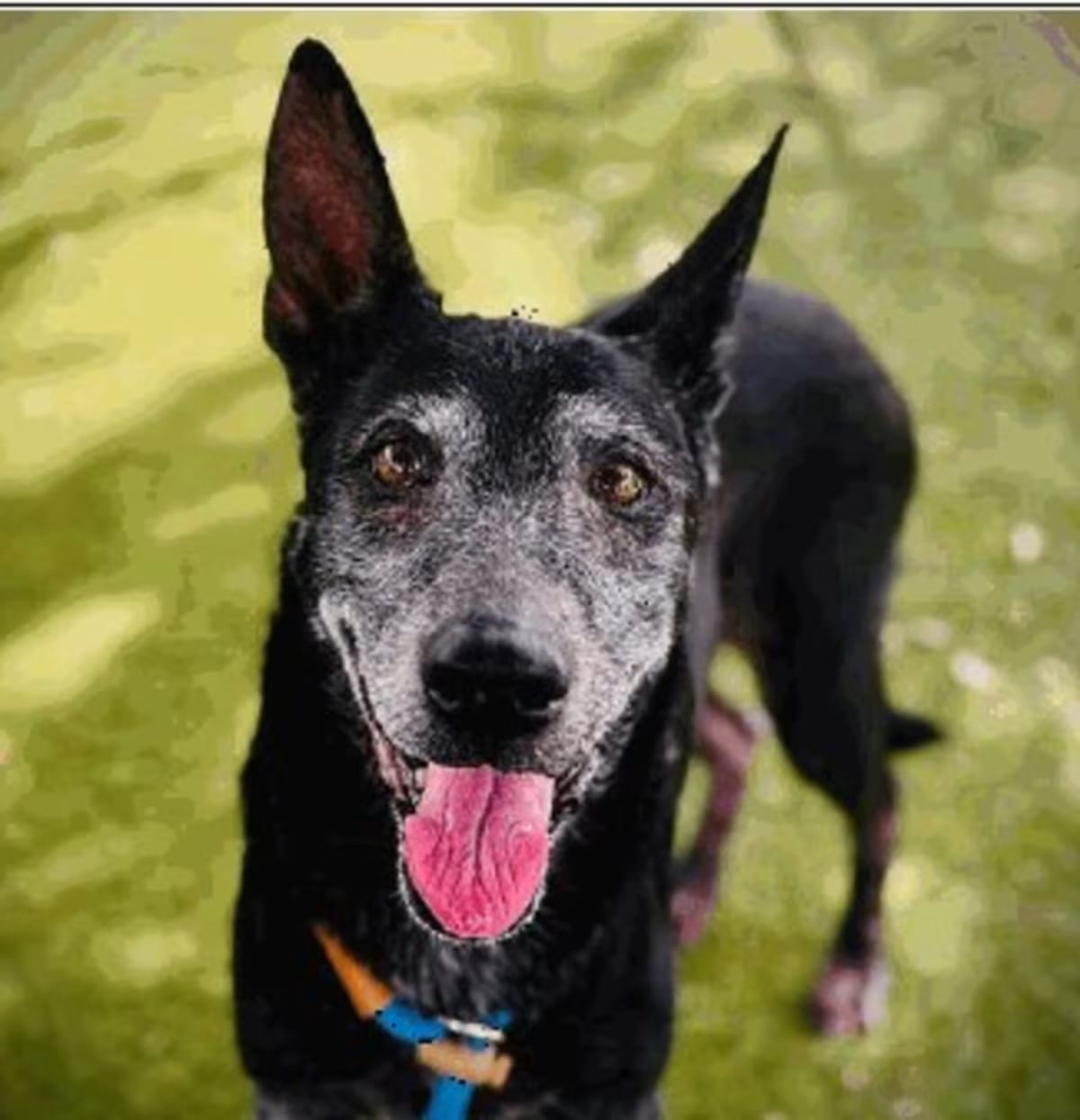 Photo of Valerie, adoptable senior German Shepherd Dog/Belgian Malinois in Melbourne Beach, Florida