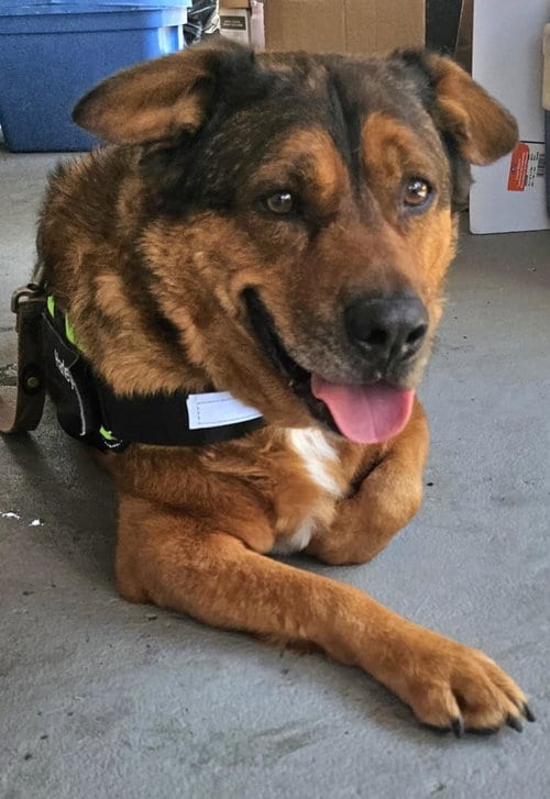 Admiral, adoptable senior American Staffordshire Terrier in Westminster, MD