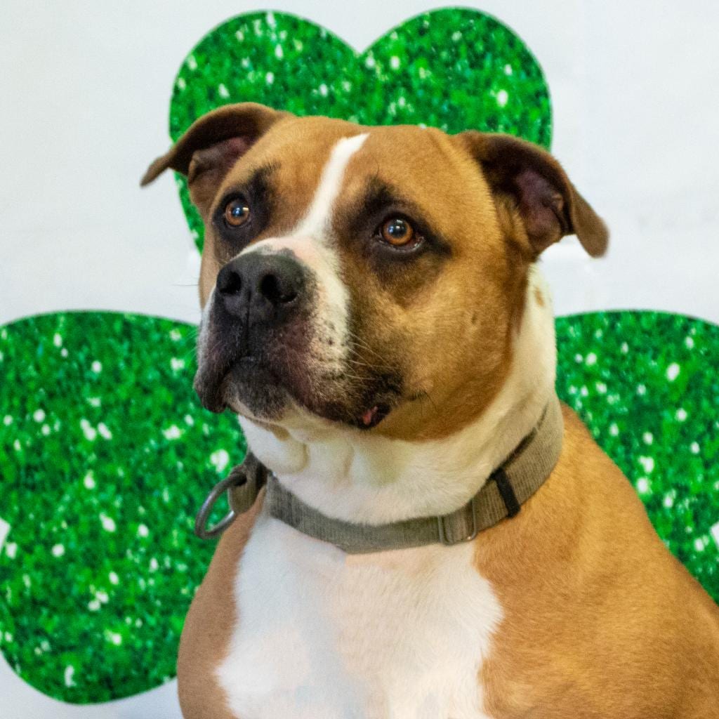 Photo of Miller, adoptable senior Mixed Breed (Large) in Middletown, New York