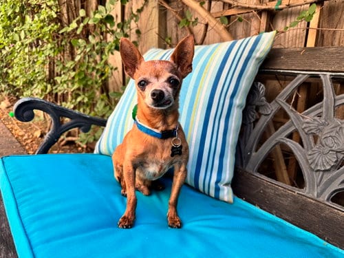 Photo of Buddy Boy, adoptable senior Chihuahua in Santa Clara, California