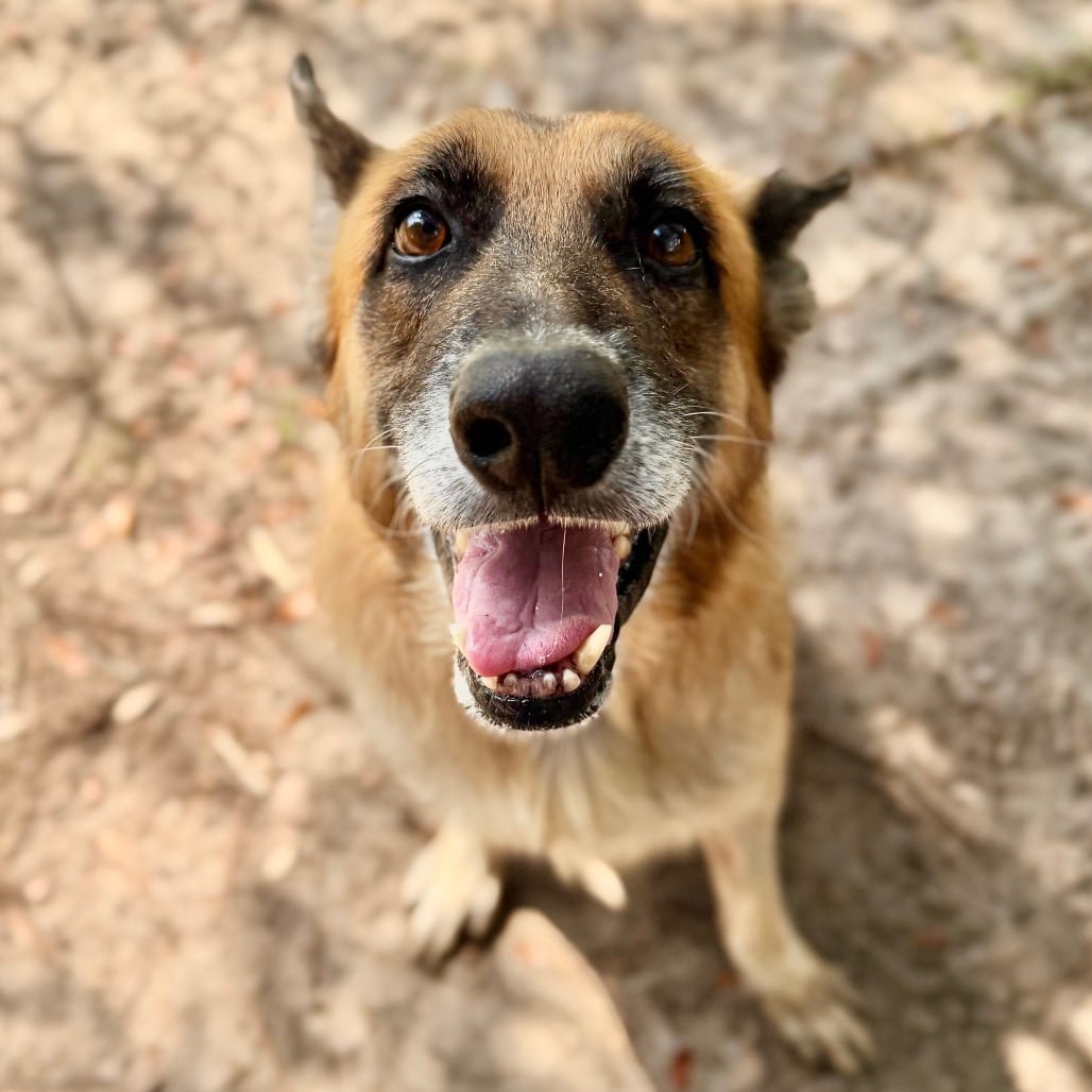 Photo of Donald 🐾, adoptable senior Shepherd, German in Milton, Florida