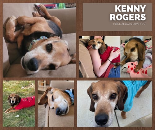 Photo of Kenny, adoptable senior Beagle in Dahlgren, Virginia