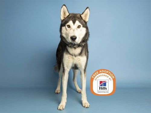 Photo of Rocko, adoptable senior Siberian Husky in Phoenix, Arizona
