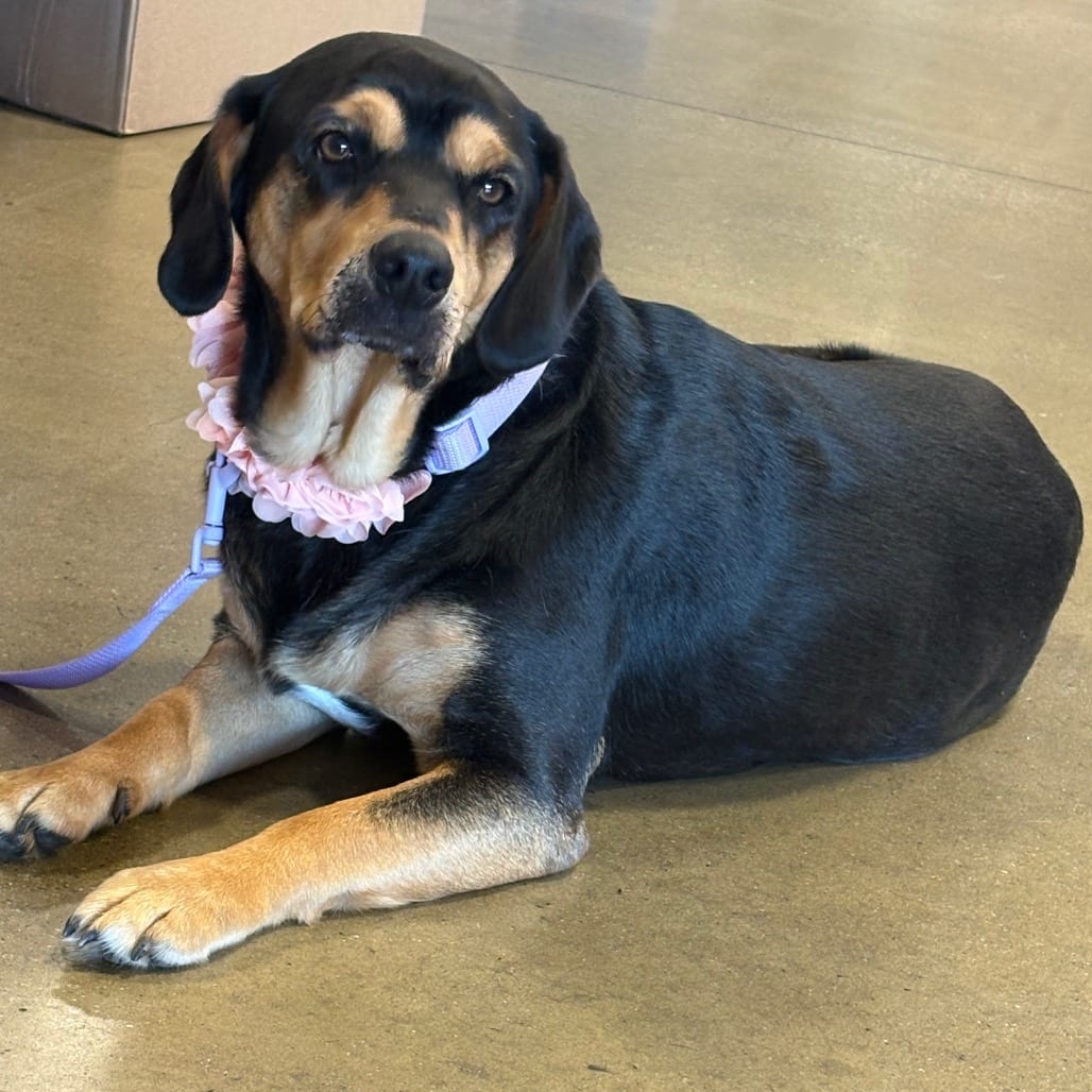 Photo of Lila, adoptable senior Beagle in Potomac, Maryland