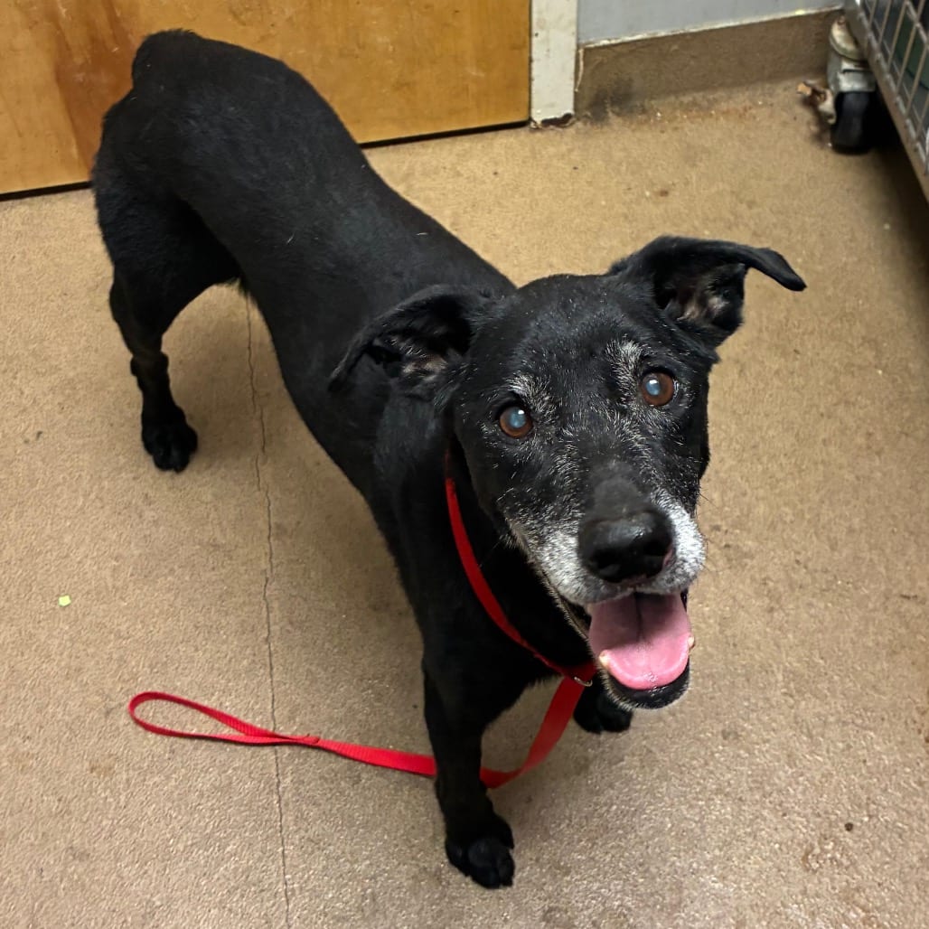 Photo of Briggs, adoptable senior Mixed Breed (Medium) in Chattanooga, Tennessee