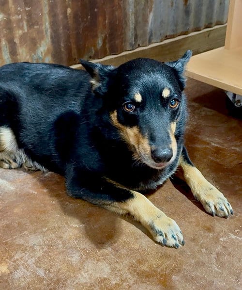 Photo of Bonnie, adoptable senior Rat Terrier in Texarkana, Texas