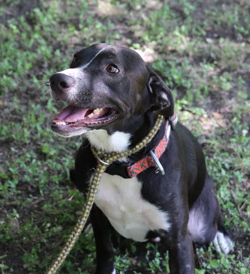 LokiH, adoptable senior Black Labrador Retriever in San Antonio, TX