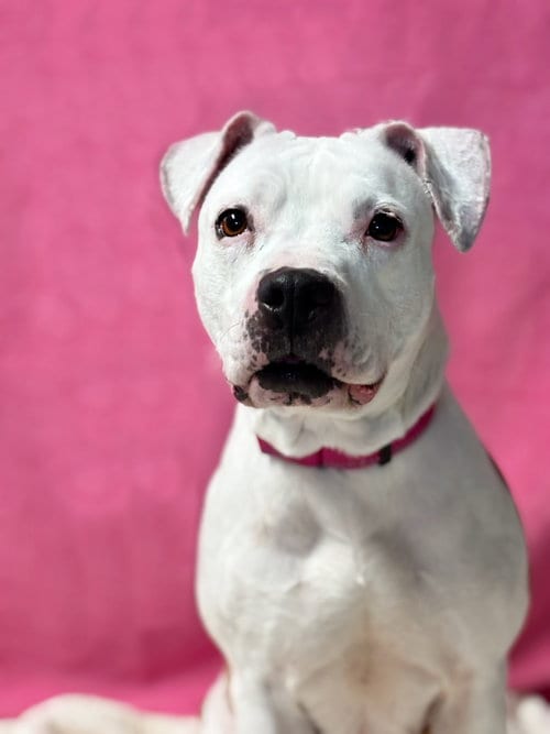 Photo of Angel, adoptable senior American Pit Bull Terrier in Spring Lake, New Jersey