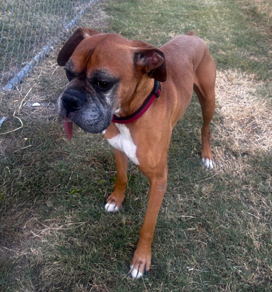 Photo of Brodi III - Silver Heart, adoptable senior Boxer in Austin, Texas