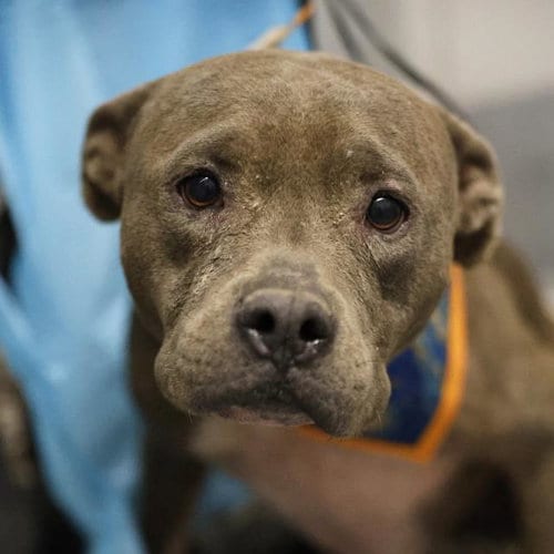 Photo of Ruby, adoptable senior American Staffordshire Terrier in San Antonio, Texas