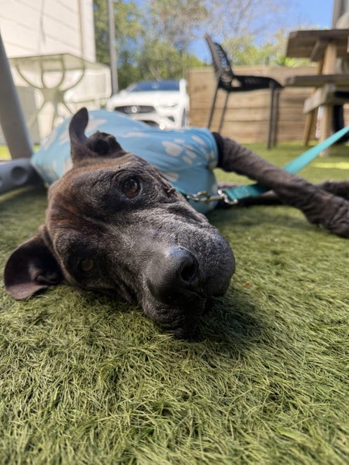 Photo of Beans, adoptable senior Pit Bull Terrier in Orlando, Florida
