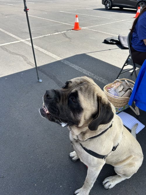 Photo of Dusty, adoptable senior Mastiff in McMinnville, Oregon