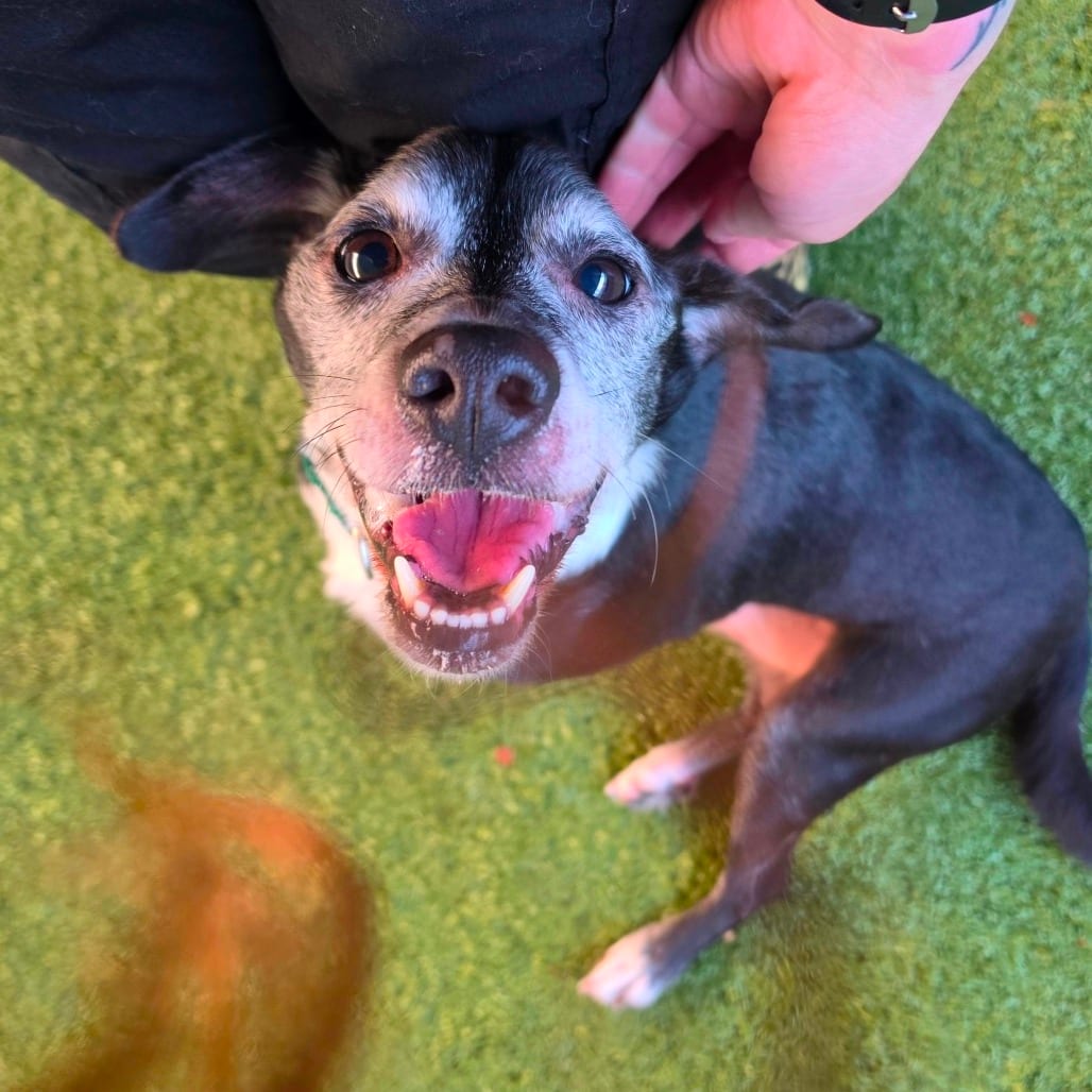 Photo of Bones (Big Boy), adoptable senior Chihuahua / Mixed Breed (Medium) in Greensboro, North Carolina