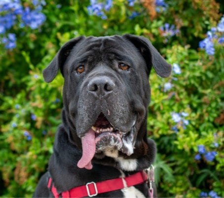 Photo of Gnocchi, adoptable senior Mastiff in San Jose, California