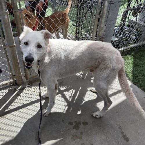 Photo of Benji, adoptable senior Siberian Husky in Los Angeles, California