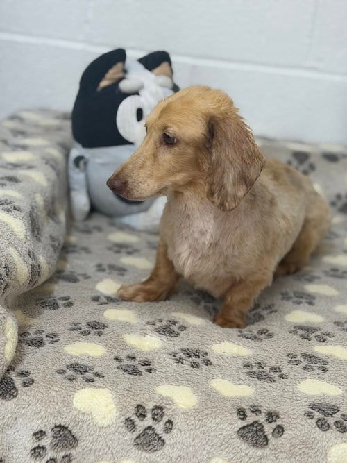 Photo of Frankie, adoptable senior Dachshund in York, South Carolina
