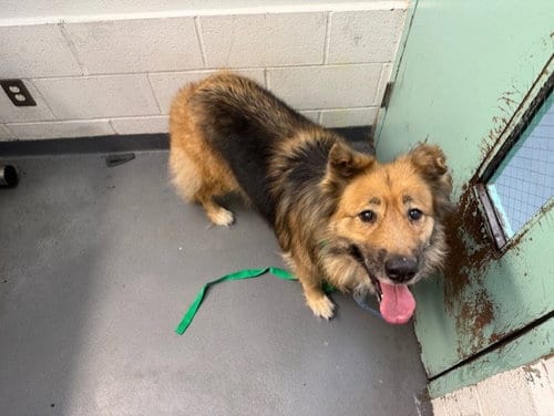 Photo of Maple, adoptable senior German Shepherd Dog in Antioch, California