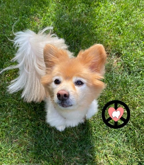 Photo of Yoko, adoptable senior Pomeranian in Lebanon, Pennsylvania