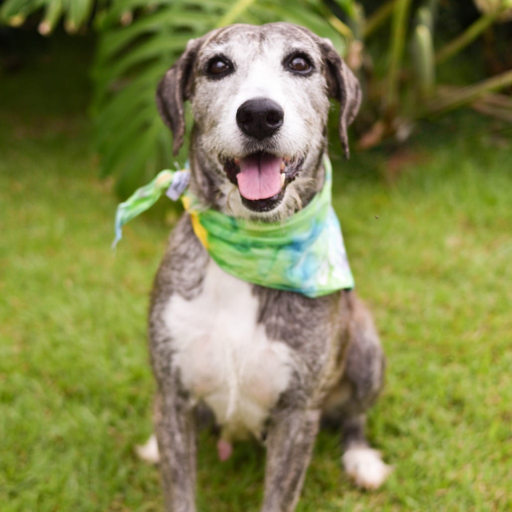 Photo of Birdie, adoptable senior Mixed Breed (Large)