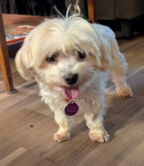 Photo of Lulu, adoptable senior Maltese in St. Louis Park, Minnesota