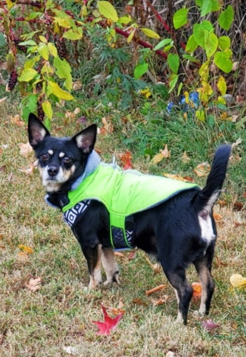 Photo of Solomon, adoptable senior Chihuahua in Westminster, Maryland