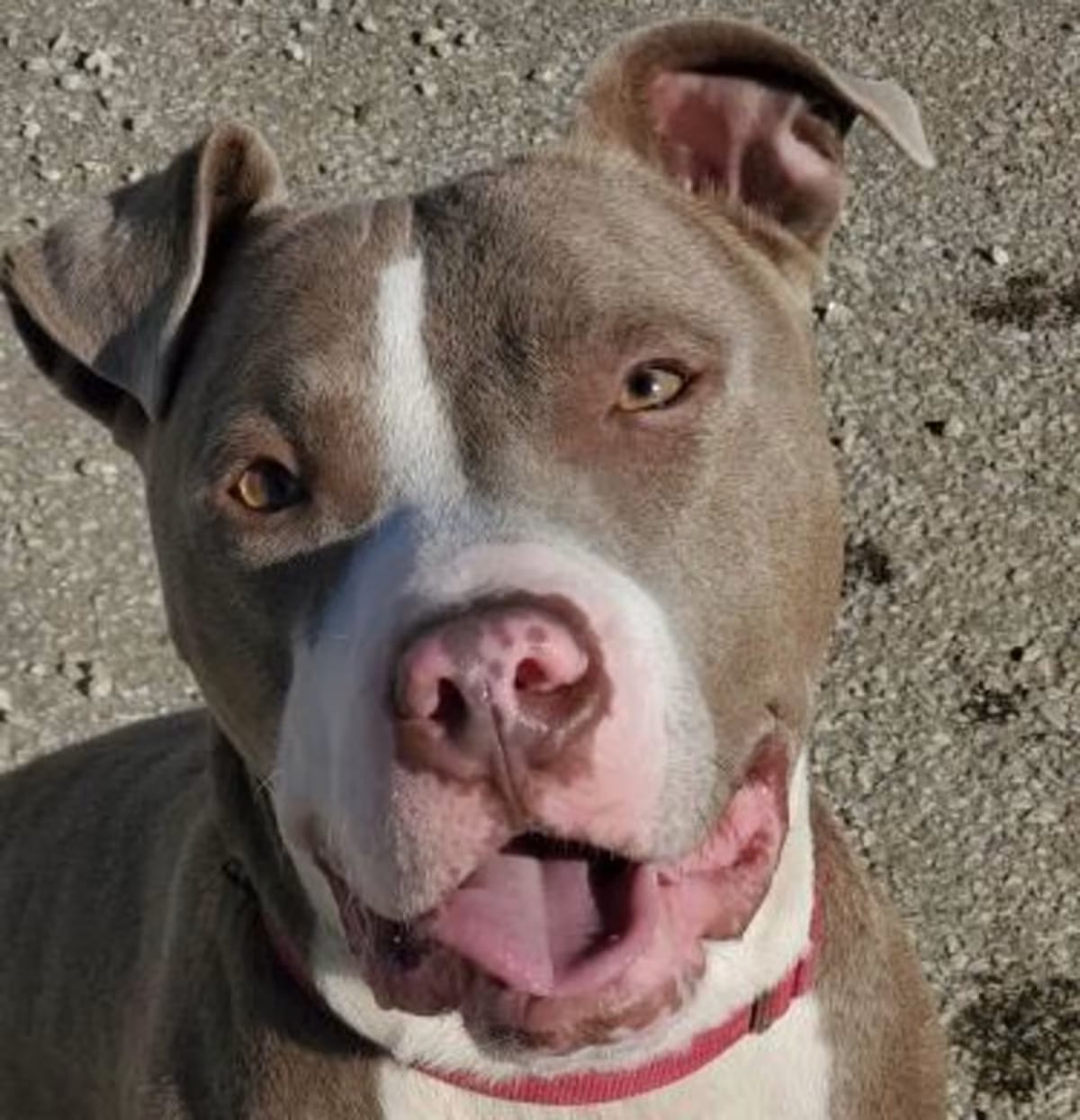 Photo of Korbel, adoptable senior American Pit Bull Terrier in Twinsburg, Ohio