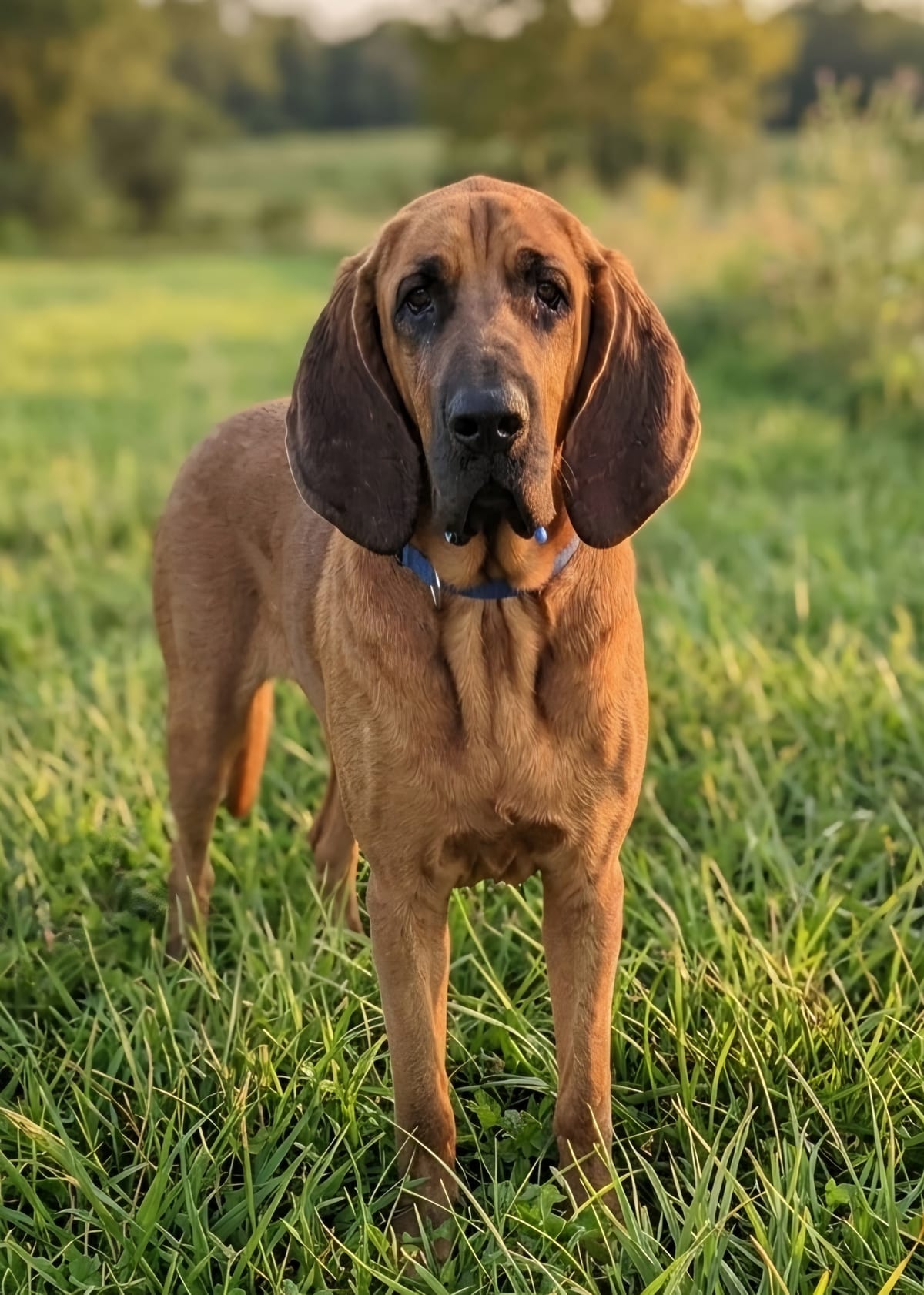 Photo of Whiskey, adoptable senior Bloodhound in Tulsa, Oklahoma