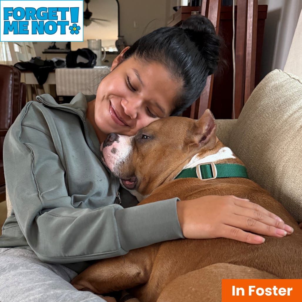 Photo of Juki, adoptable senior Terrier, American Staffordshire in Baltimore, Maryland
