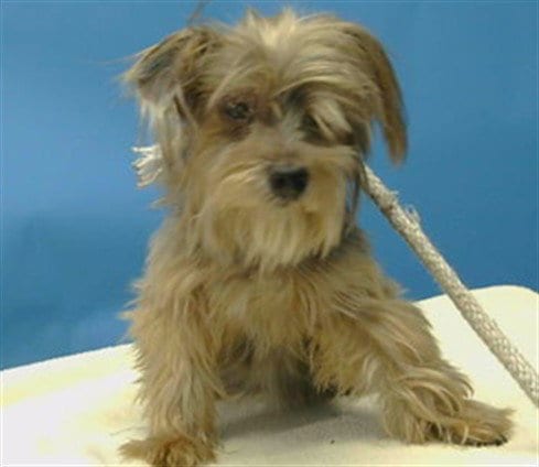 Photo of Gigi, adoptable senior Yorkshire Terrier Yorkie in Gardena, California