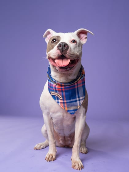 Photo of Twilight, adoptable senior dog in Atlanta, Georgia