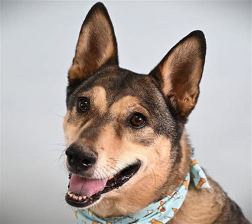 Photo of Odie, adoptable senior German Shepherd Dog in Fort Collins, Colorado