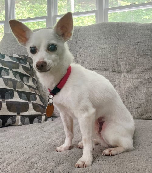 Photo of Pacino Pepe-Only 5 Lbs, adoptable senior Chihuahua in Franklin, Tennessee