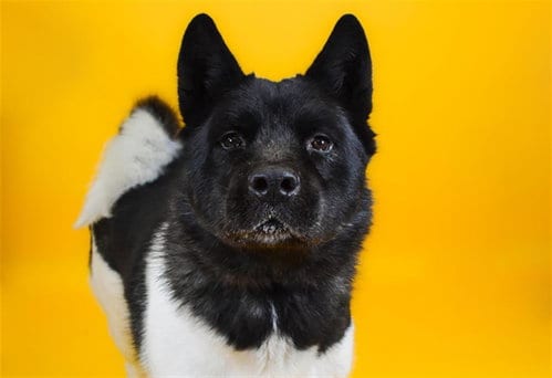 Photo of Zeus, adoptable senior Akita in West Palm Beach, Florida