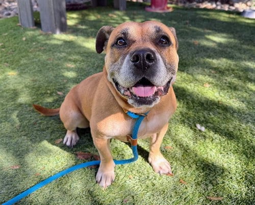 Photo of Freya, adoptable senior American Bulldog in San Jose, California
