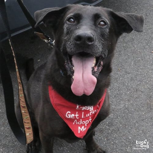 Photo of Mikey, adoptable senior Labrador Retriever in Washington, District of Columbia