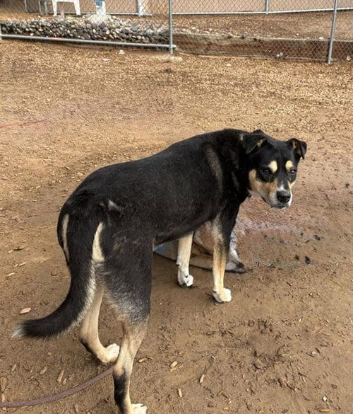 Photo of Annie, adoptable senior Australian Cattle Dog/Blue Heeler in Albuquerque, New Mexico
