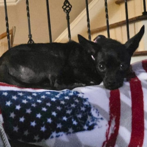 Photo of Penny, adoptable senior Chihuahua in Spring Lake, North Carolina