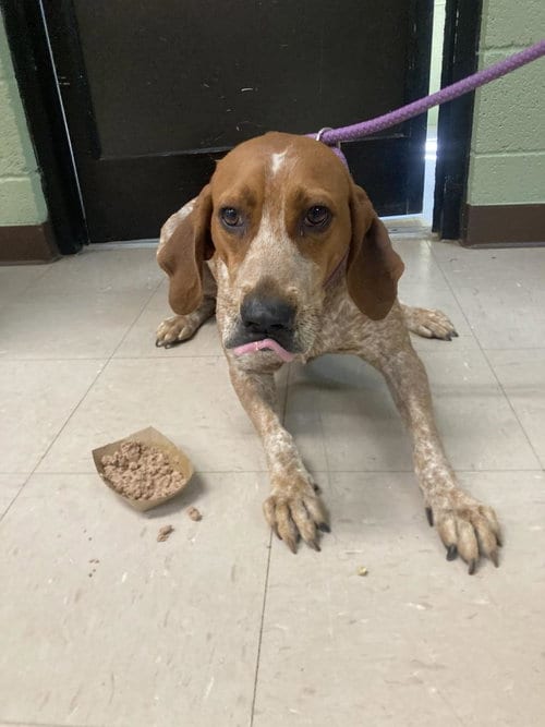 Photo of Ickett, adoptable senior Hound in Burnsville, North Carolina