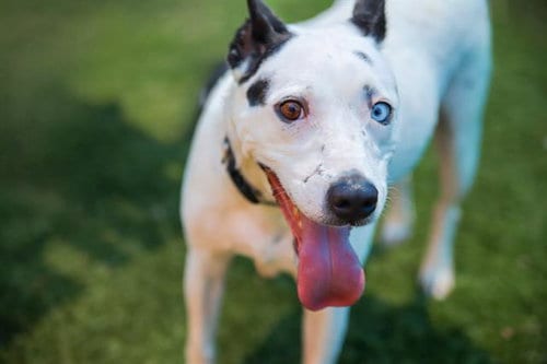 Photo of Bella, adoptable senior Pit Bull Terrier in Dallas, Texas