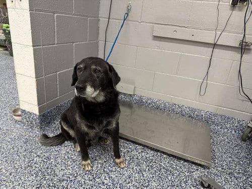 Photo of Dibo, adoptable senior Labrador Retriever in Thousand Palms, California