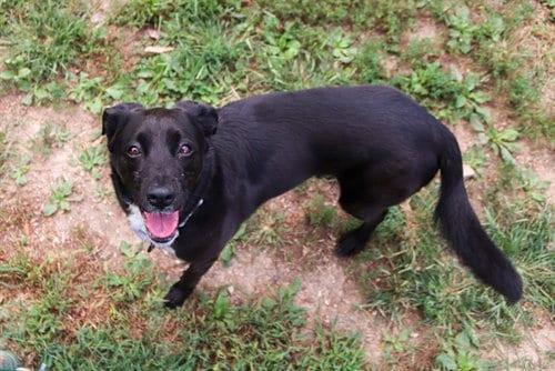 Photo of Roxy, adoptable senior Labrador Retriever in St Peters, Missouri