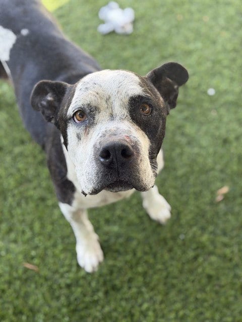 Photo of Cookie, adoptable senior Pit Bull Terrier in Chula Vista, California