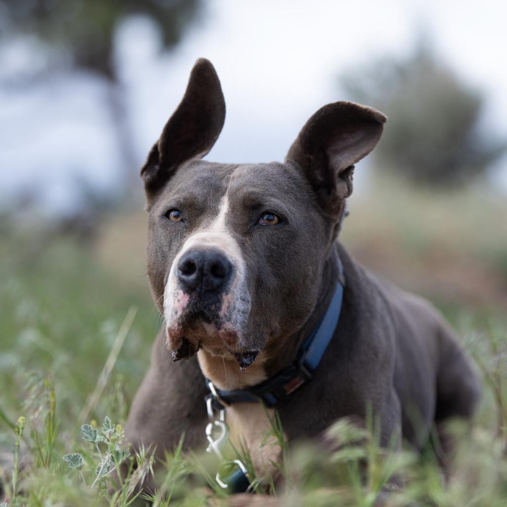 Photo of Gibson, adoptable senior Terrier, American Staffordshire / Shepherd, German in Kanab, Utah